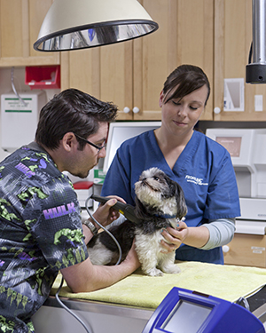 Pet care 2024 and surgery